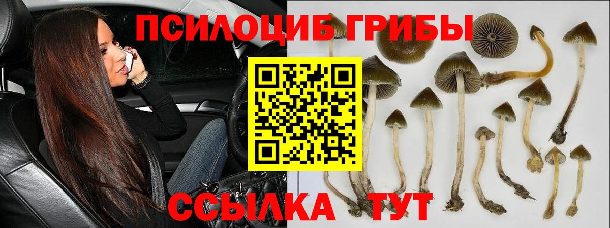 Псилоцибиновые грибы ЛСД  где найти наркотики  Новомосковск  Псилоцибиновые грибы Psilocybe  Вход с VPN 